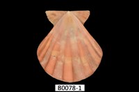 藏品(史川氏海扇蛤)的圖片